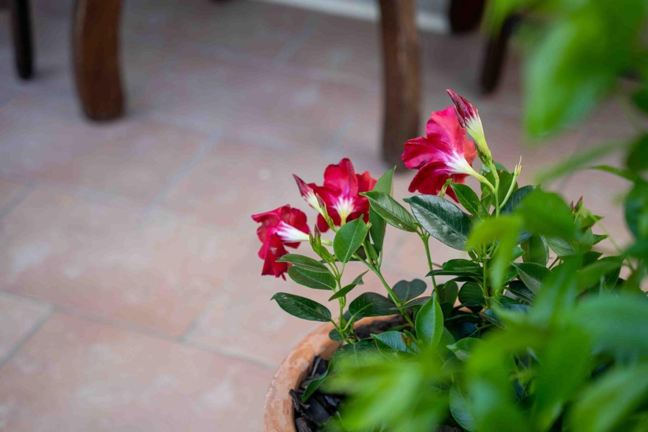 Soraja Apartments Izola Εξωτερικό φωτογραφία